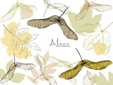 Güz posterleri, afişler, afişler, el ilanları, sosyal medya grafikleri, web sitesi başlıkları, davetiyeler, ambalajlar ve tanıtım materyalleri için beyaz zemin üzerinde güzel desenli akçaağaç anahtarlarının ve sonbahar yapraklarının vektör çizimi