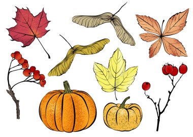 Güzel sonbahar yaprakları, balkabakları, kırmızı böğürtlenler ve diğer doğal tasarım elementlerinin renkli vektör çizimi, beyaz arka planda izole edilmiş, sonbahar posterleri, afişler, el ilanları, sosyal medya grafikleri, web sitesi için tasarım elemanları.