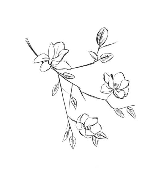 Jázmin Virágok Levelek Vázlat Fekete Fehér Digitális Illusztráció — Stock Fotó