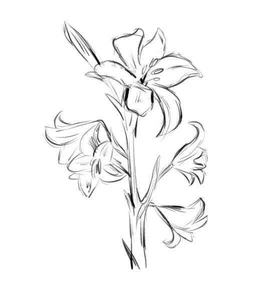 Lily Flowers Sketch Black White Digital Illustration — Stock Photo, Image