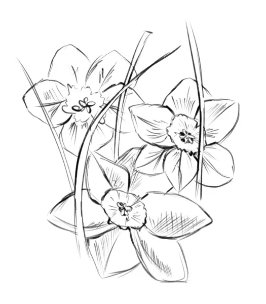Daffodil花卉草图 黑白数码插图 — 图库照片