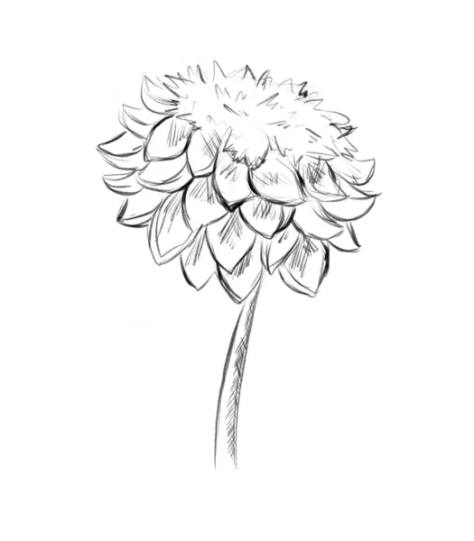 Chrysanthemenskizze Digitale Schwarz Weiß Illustration — Stockfoto