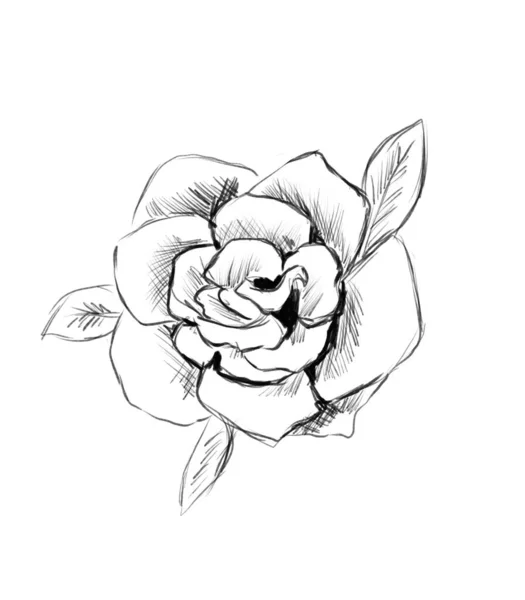 Rose Sketch Leaves Black White Digital Illustration — Stock Photo, Image