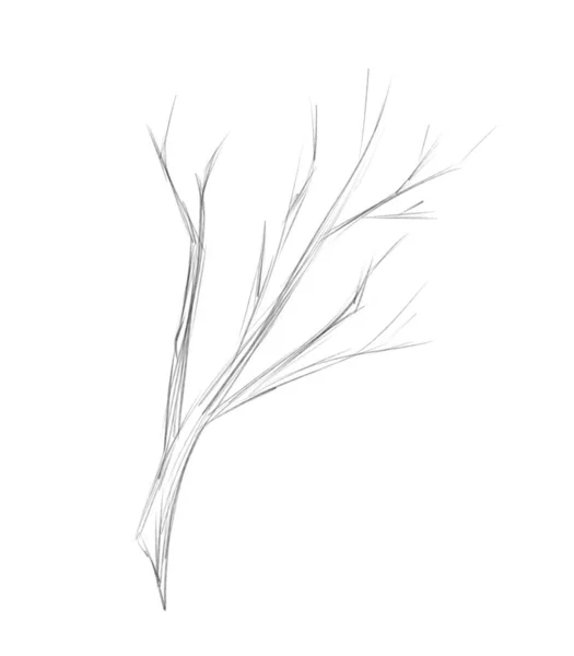 Ескіз Зимової Гілки Дерева Чорно Біла Ілюстрація — стокове фото
