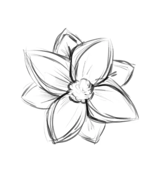 Opened Lotus Flower Sketch Black White Illustration — Stock Photo, Image
