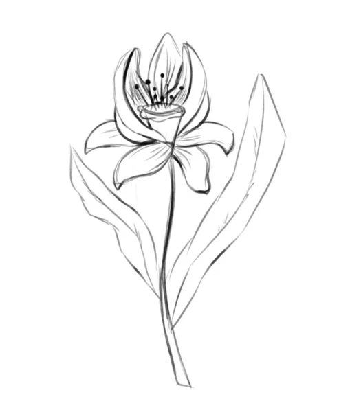 异国情调的花卉素描 黑白数码插图 — 图库照片