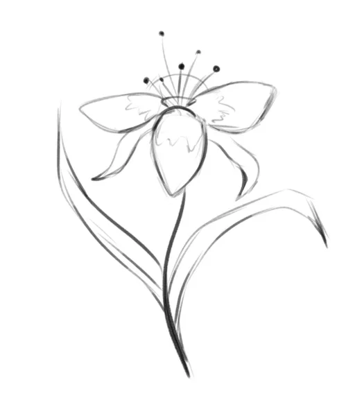 长雄蕊花的素描 黑白插图 — 图库照片