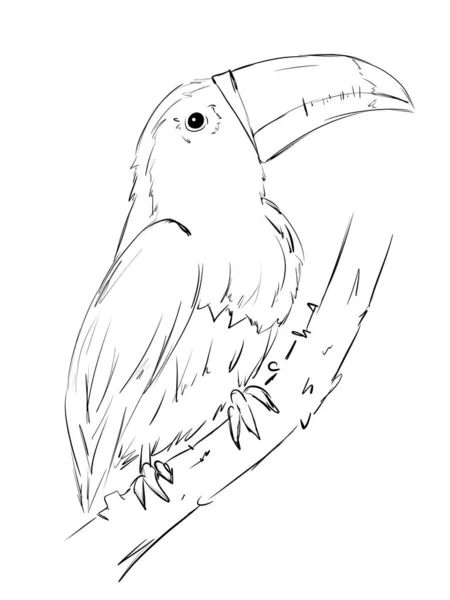 Keel ラインアートイラストでToucan鳥を請求 — ストック写真