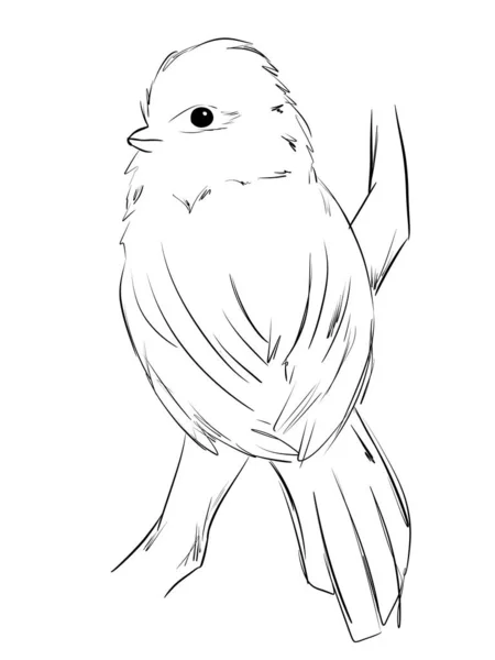 Azure Tit Bird Line Art Illustration — ストック写真