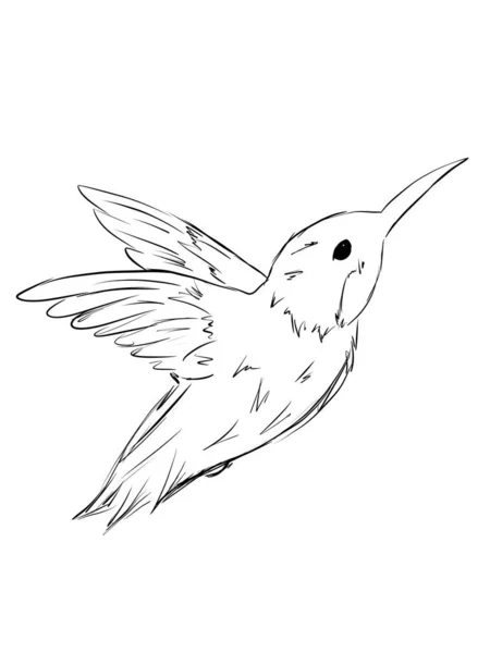 Hummingbird Linha Ilustração Arte — Fotografia de Stock