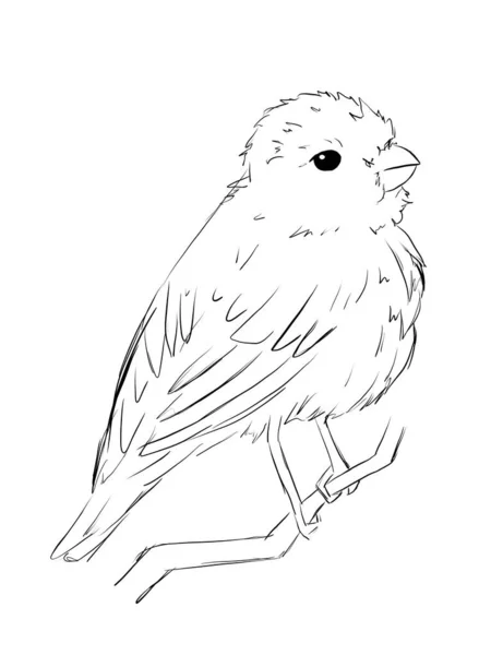 Rosenfinches São Aves Linha Ilustração Arte — Fotografia de Stock