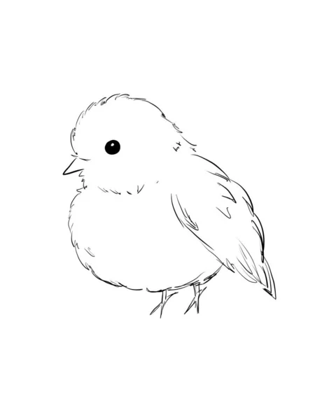 Australian Pink Robins Bird Line Art Illustration — Stock Photo, Image
