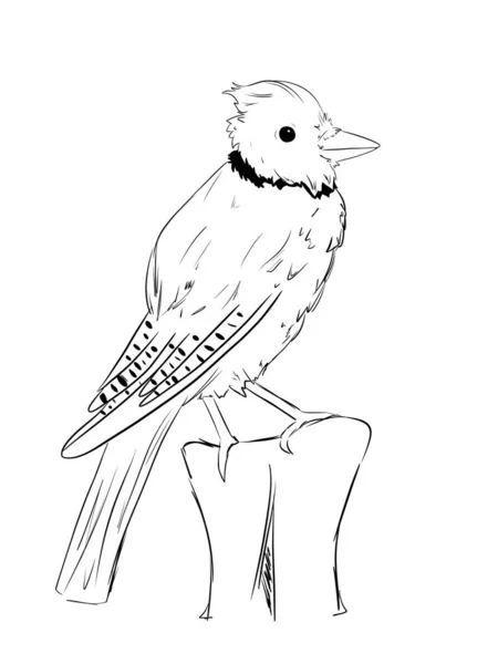 Pássaro Gaio Azul Linha Ilustração Arte — Fotografia de Stock