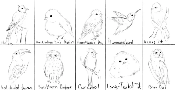 Sada Ptačí Kresbou Ilustrace — Stock fotografie