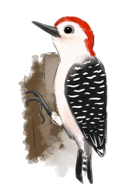 Kırmızı Göbekli Ağaçkakan Suluboya Kuş Çizimi — Stok fotoğraf
