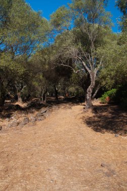 2022 yazında Arkeolojik Santuario Nuragico Santa Cristina Sardunya İtalya