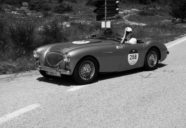 Urbino Włochy Czerwca 2022 Austin Healey 100 1953On Old Racing — Zdjęcie stockowe