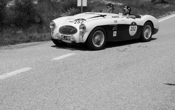 Urbino Italy นายน 2022 Austin Healey 100 1955 บนรถแข งเก — ภาพถ่ายสต็อก