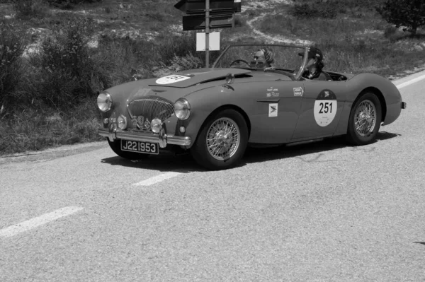 Urbino Italy 2022 Июня Austin Healey 100 1953On Old Racing — стоковое фото