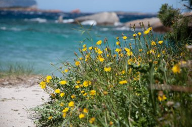 Cala Delle Aşısı Sardunya İtalya 2023 San Teodoro yazı