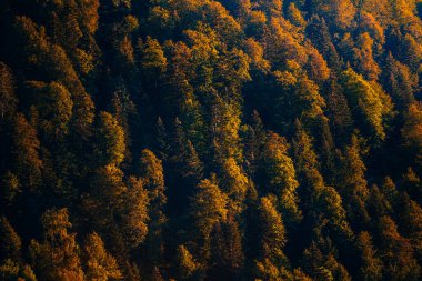 Turuncu renkli ağaçlar. Güneş doğarken ya da batarken güneşin altın ışığı altında bazı portakal ağaçlarının manzarasını kapat. Güzel güneş ışığıyla sonbahar manzarası.