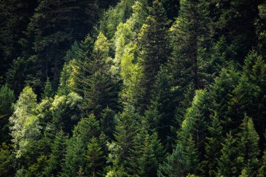 Yeşil gezegenle ilgilenmek, ekolojik ürünler ve iklim değişikliği için yeşil ağaçların manzarası. Dağdaki doğal bir arazide yeşil ağaçlar..