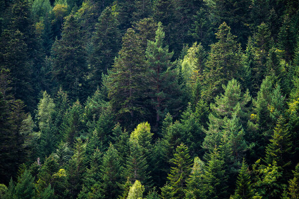 Green pine trees. Close-up landscape from some trees in the mountains. Background for ecology concept, take care of the planet and green thinking.