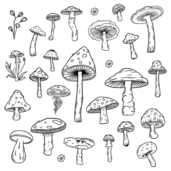 Mushroom Vector Clip Colección Arte Hongos Dibujado Mano Ilustración Vector — Vector de stock
