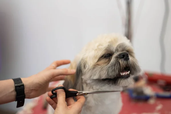 Closeup of Dog groomer performing haircut to shih tzu dog breed