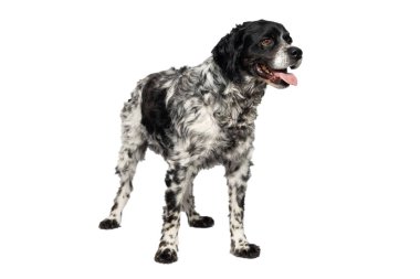 Köpek ırkı Stabyhoun 'un portresi, beyaz bir arka planda kenarda duruyor.