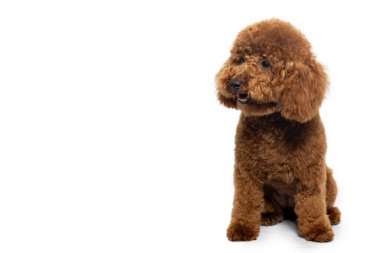 Sevimli kırmızı kaniş köpek yavrusu dikkatlice oturuyor, beyaz stüdyo portresi boyunca yukarı bakıyor.