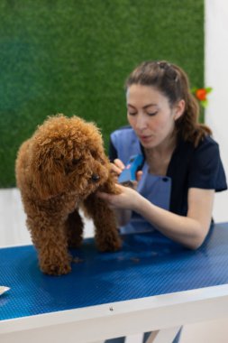 Profesyonel tımarcı, temiz ve parlak kuaför ortamında elektrikli jilet kullanarak kahverengi kaniş kürkünü dikkatlice kırpıyor.