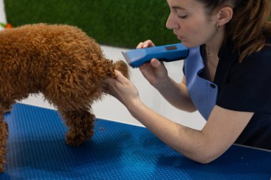 Profesyonel tımarcı, oyuncak kanişin kürkünü elektrikli makasla dikkatlice temizler.