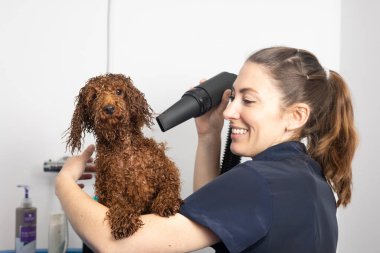 Bir kuaförde banyo yaptıktan sonra ıslak bir kanişi saç kurutma makinesiyle kurutan gülümseyen bir kuaför.