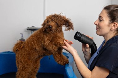 Groomer modern bir evcil hayvan salonunda banyo yaptıktan sonra kahverengi bir kanişin tüylerini kurutmak için profesyonel bir kurutma makinesi kullanıyor.