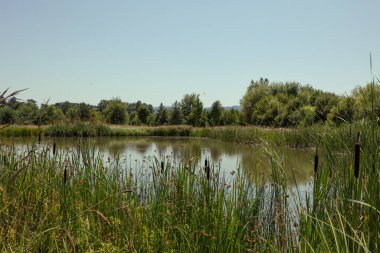 Sıcak yaz öğleden sonrası boyunca sakin gölet yüzeyinin sınırlarında kuyruk ve sazlıklar.