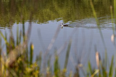 Ön planda sazlıklar ve sakin göl suyunda yüzen küçük yağlar doğal bir manzara yaratıyor.