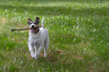 Mutlu papaz Russell Terrier çim üzerinde koşuyor ağzında çubuk tutuyor