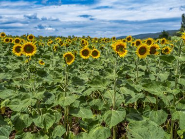 Bulutlu gökyüzü ve güzel manzaralı ayçiçeği tarlası
