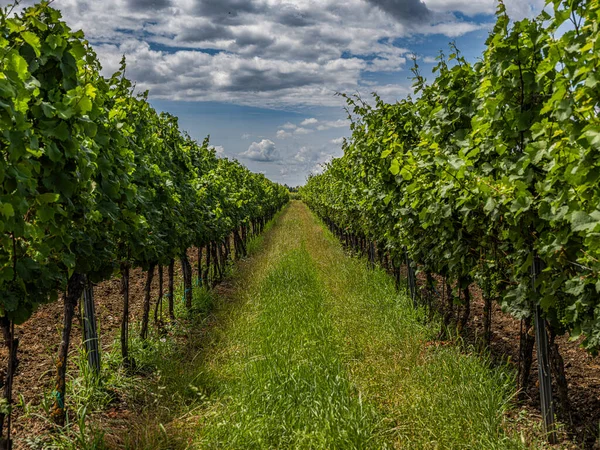 Piękne Rzędy Winogron Winnicy — Zdjęcie stockowe