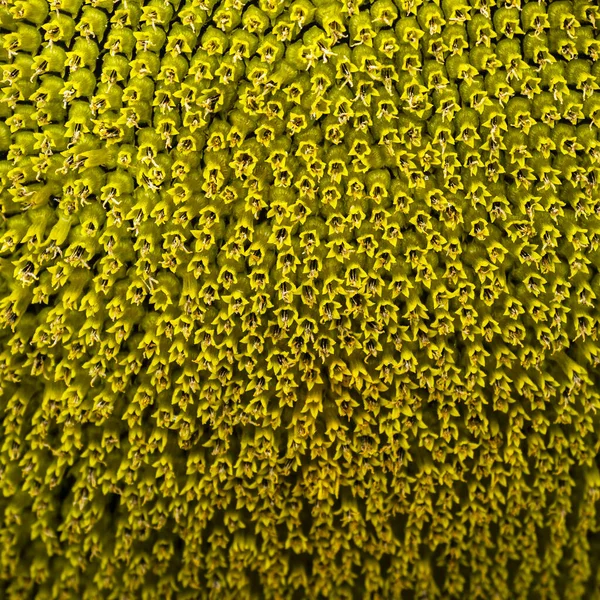 Beautiful Yellow Sunflower Texture Close View — Stock Photo, Image