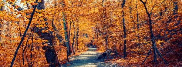 Jesienna Alejka Parku Żółtymi Liśćmi — Zdjęcie stockowe