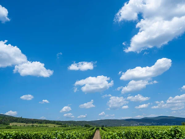 青い曇りの空の下に美しいブドウ園 ストックフォト