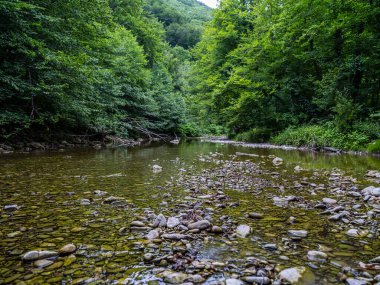 Ormandaki nehir. Güzel doğa arkaplanı