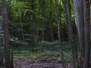Yeşil yapraklı güzel orman ağaçları