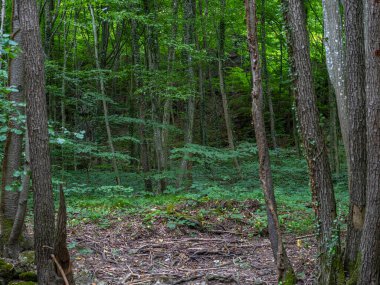 Yeşil yapraklı güzel orman ağaçları