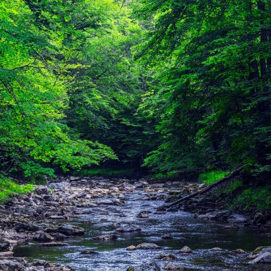 Ormandaki nehir. Güzel doğa arkaplanı