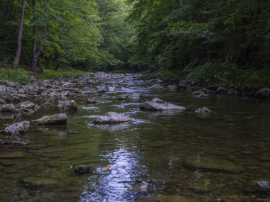 Ormandaki nehir. Güzel doğa arkaplanı