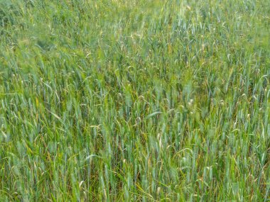 Buğday tarlasına yakın görüş. tarım kavramı