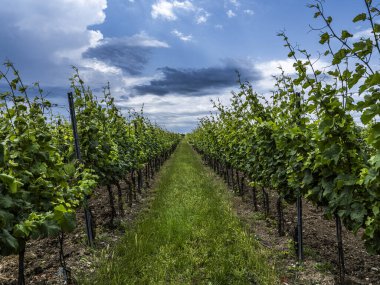 Üzüm bağında güzel sıralar